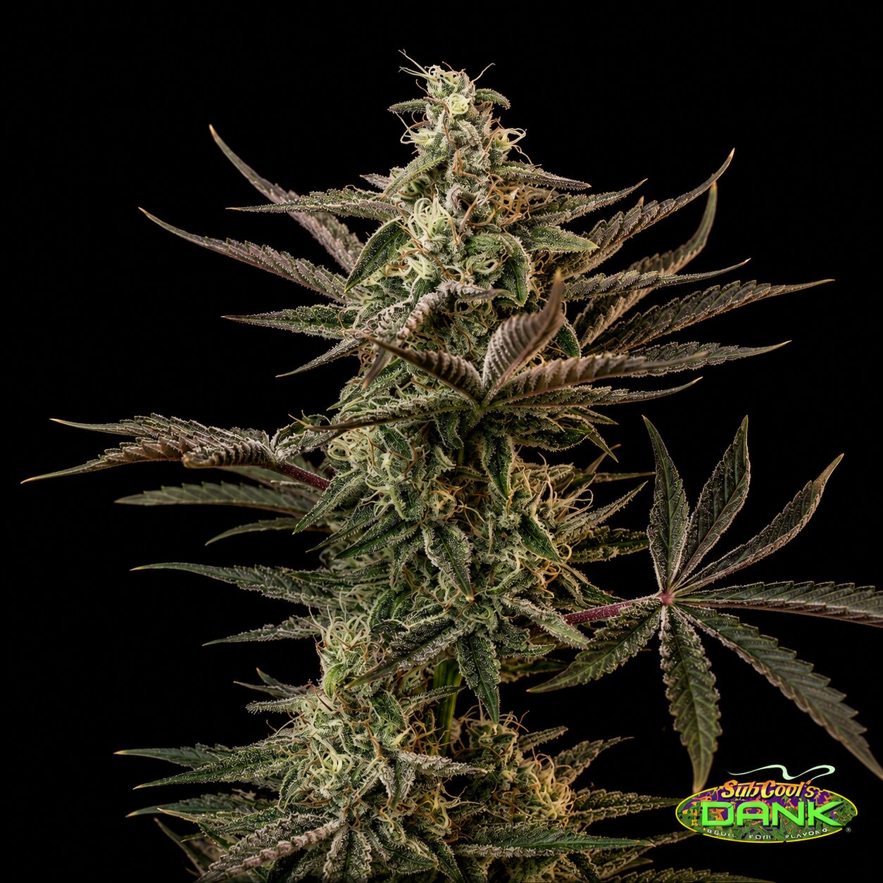 Third Dimension F2 (5 Seed Pack)